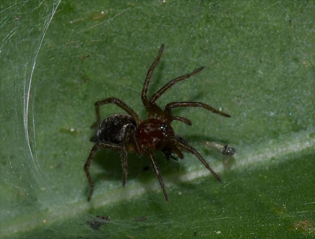 Agelenidae sp. - Massa Marittima (GR)